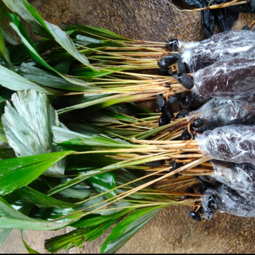 Eco-Friendly Practices